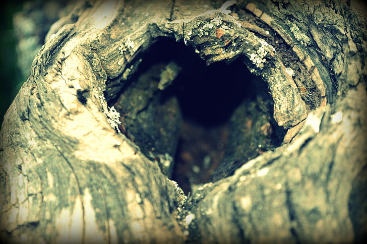 inima, copac, natura, scoarţă de copac, lemn, Simbol, închide
