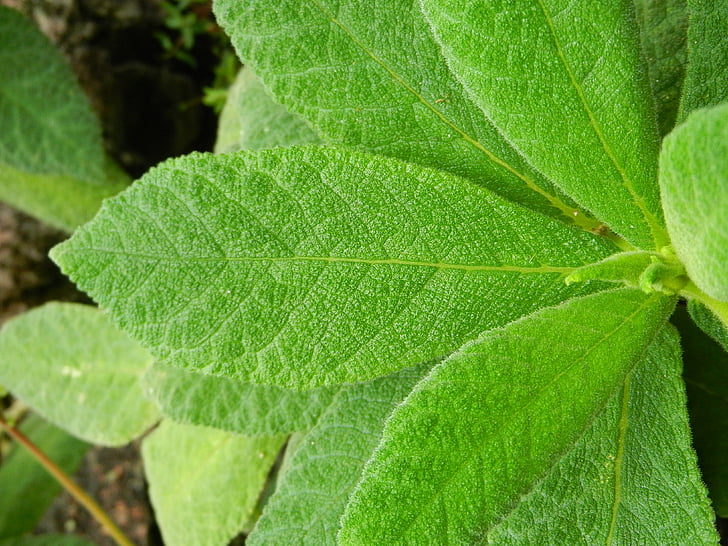 leaf, closeup, detail of, model, leaf blade, innervation leaf, green