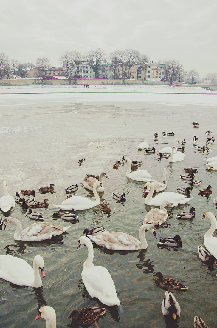 bird, beak, feather, animal, duck, lake, snow