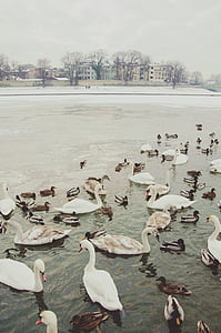 새, 부리, 깃털, 동물, 오리, 호수, 눈