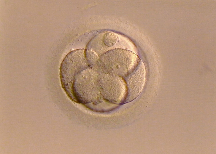 óvulo fertilizado, ao vivo, surgimento