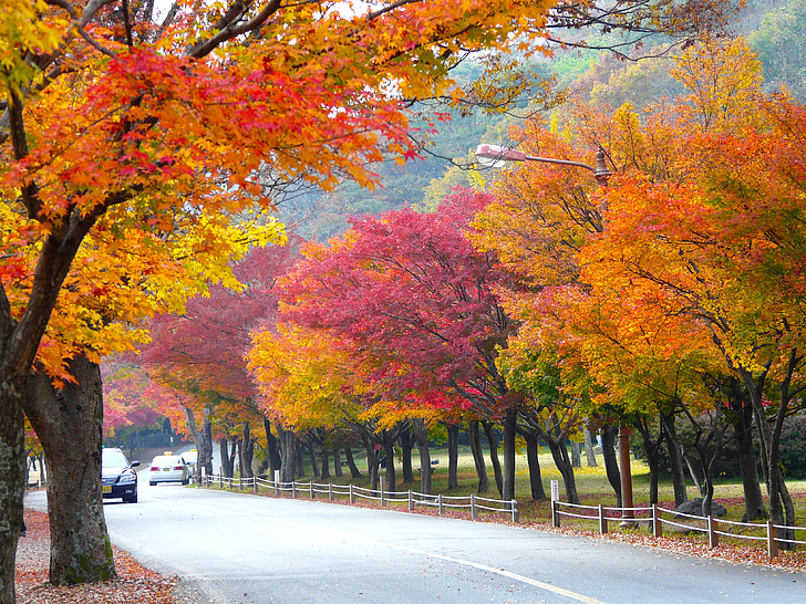 podzimní sezóna, barevné listí, Javorové listy, na podzim, barvy podzimu, Mount naejangsan, Korea