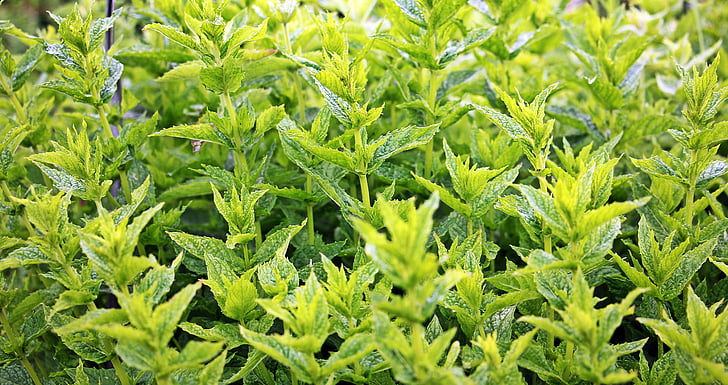 menta, menta verda, planta, planta d'herbes, herbes medicinals, aroma de, jardí