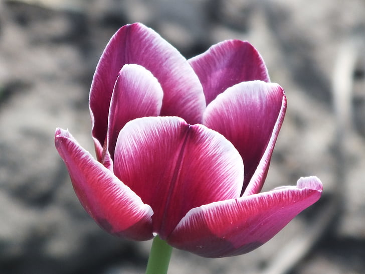 Tulipán, fialová, Closeup