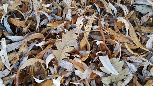 leaf, leaves, dry, autumn, road, plant, dried leaves