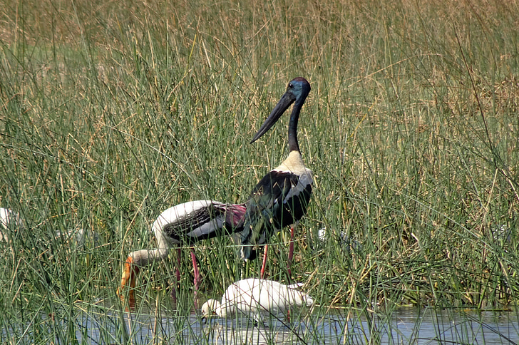 fågel, Stork, Svarthalsad stork, Ephippiorhynchus asiaticus, höga, långhalsad, vadande fågel
