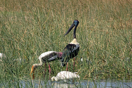 lintu, haikara, musta uurrettu stork, ephippiorhynchus Asiatikos, pitkä, pitkäkaulainen, kahlaajalajista