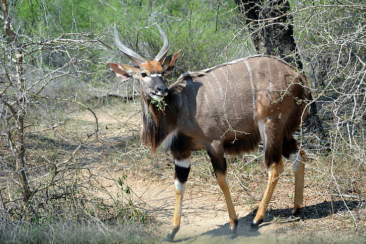 Kruger park, Afrika, dyreliv