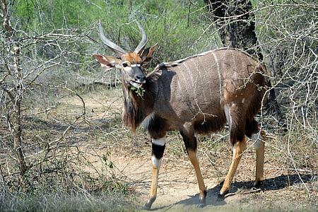 Kruger park, Afryka, dzikich zwierząt