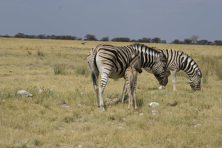 Zebras, steppe, Afrika, stribet, pattedyr, Zebra, Wildlife
