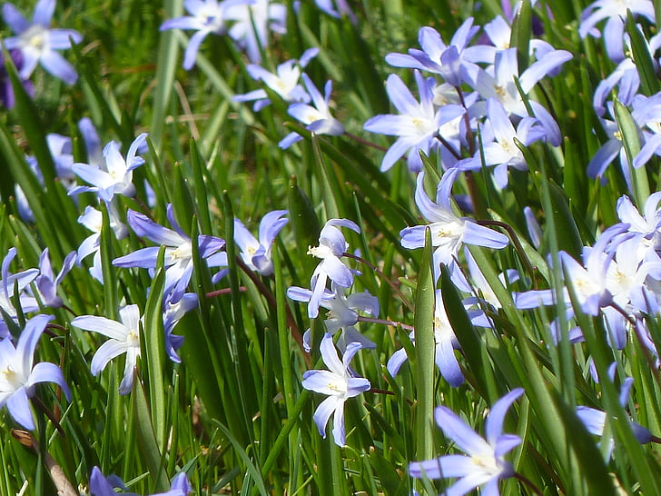 Blue star, albastru, primavara, flori albastre, flori de primăvară, floare, floare