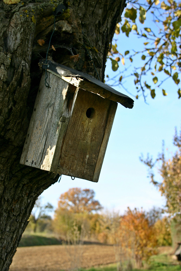 nesting box, tree, plant, aviary, bird feeder, breed, nest