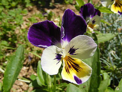pansy, flowers, blossoms, blooms, blooming, purple, violet