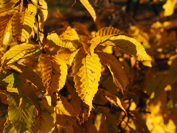 Bladeren, herfst, herfst kleuren, geel, Kleurplaat, Haagbeuk, Carpinus betulus