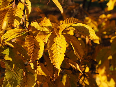 lehdet, Syksy, Ruska, keltainen, väritys, valkopyökkimetsät, Carpinus betulus-puustoa