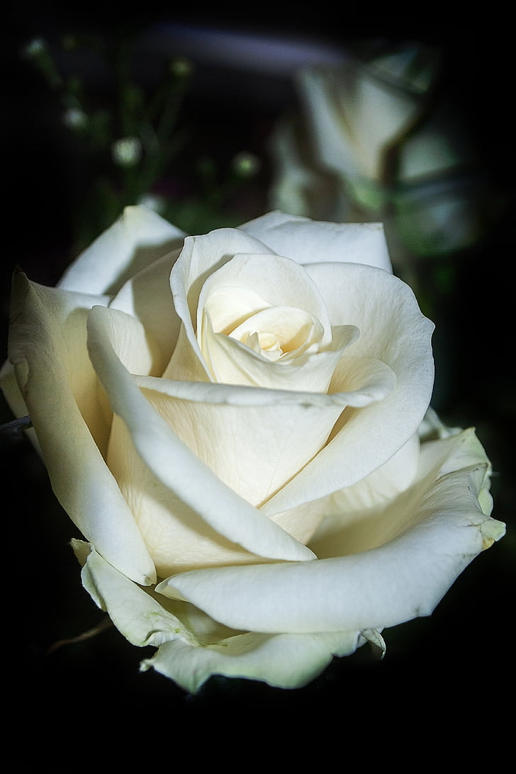 rose, flower, white