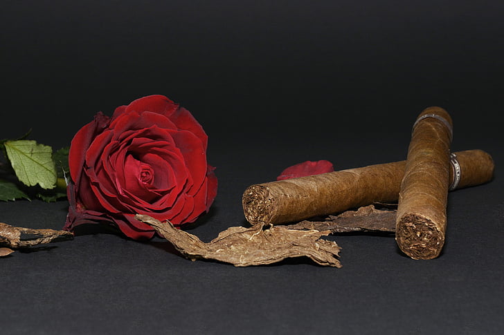 rose, red rose, cigar, tobacco leaves, rose petals, flower, blossom