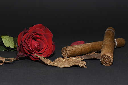 růže, červená růže, doutník, tabákové listy, okvětními lístky růží, květ, květ