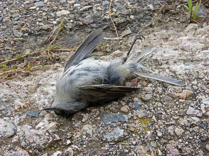 dead bird, symbol, metaphor, transcendence, deceased, bird, animal