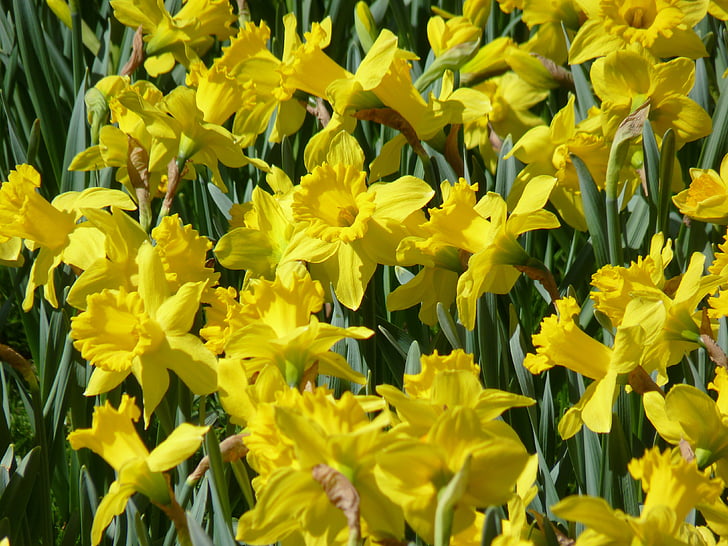 narcisi, Daffodil campo, osterglocken, giallo, primavera, Blossom, Bloom