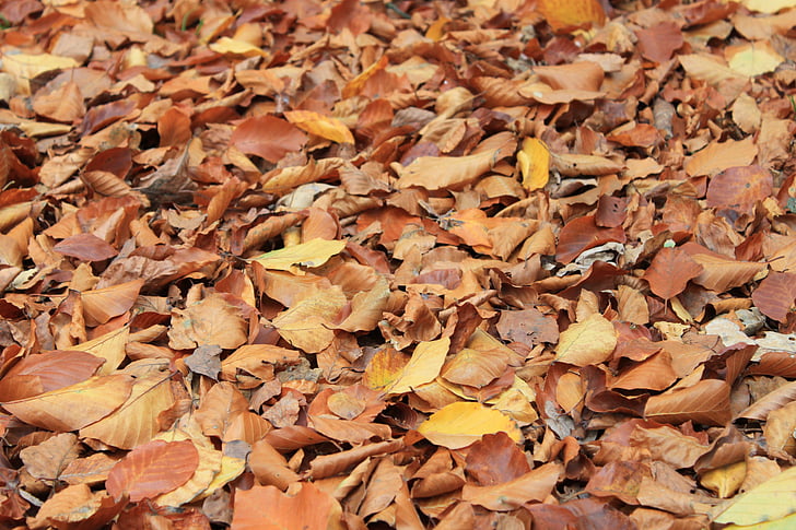 autunno, foglie, autunno dorato, foglie in autunno, fogliame di caduta, colore di caduta, vite