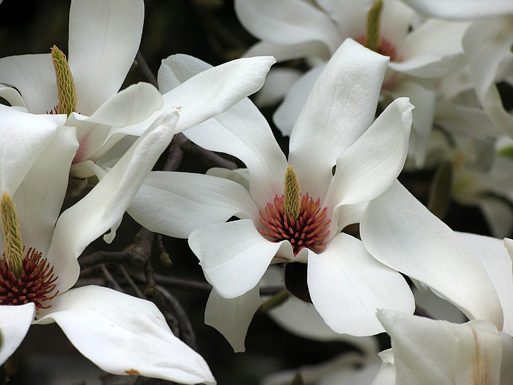 Tulipanowiec, kwiat Tulip drzewa, kwiat magnolii, Magnolia, kwiat, drewno, Natura