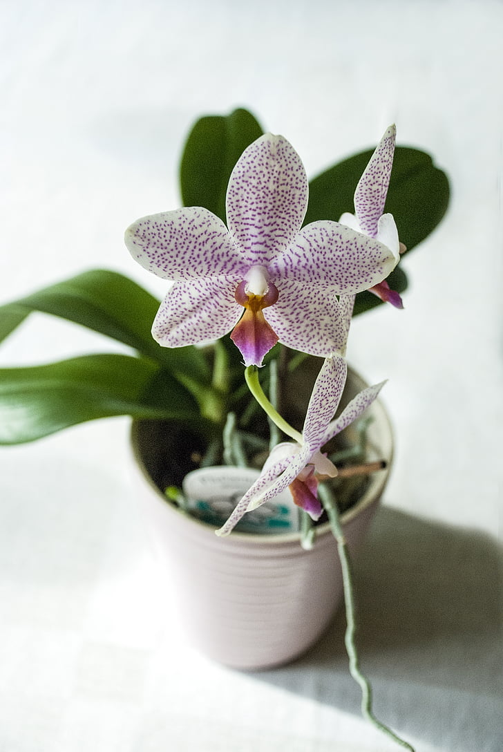 orchid, at home, potted plant, plant, interior design, homely, home