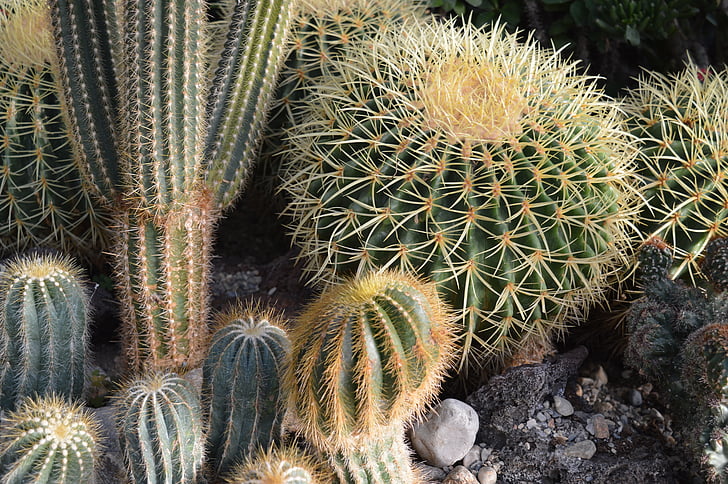 cactus, cactus, planta, desert de, botànica, jardí, Jardineria