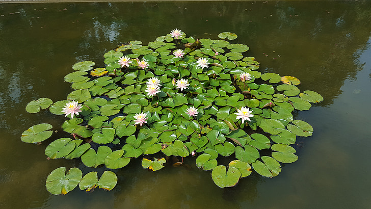 езерото, водни лилии, Waterlilies