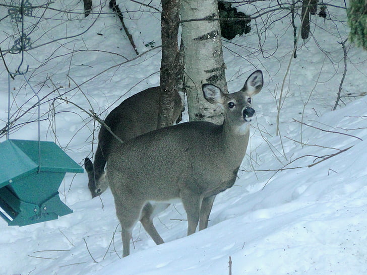 사슴, 겨울, 뒤뜰, 눈, 야생 동물, 얼굴, 자연