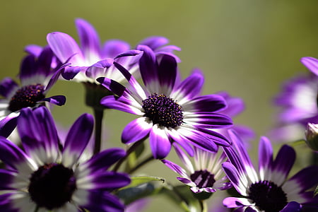 花, 白色, 花束, 春天, 宏观, 植物, 紫色