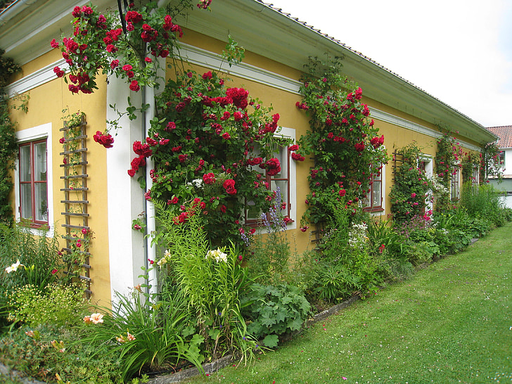 namas, Švedija, kaime, rožės, langas, spalvos, vejos