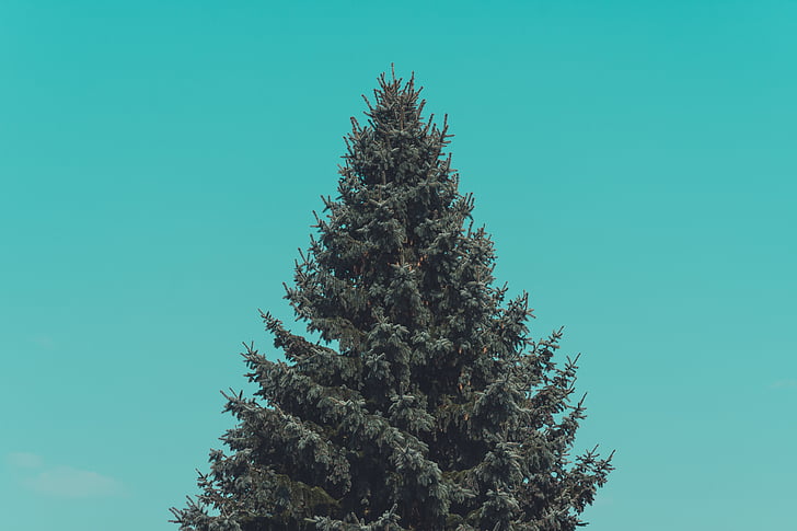 grön, Pine, träd, blå, Sky, FIR, gren