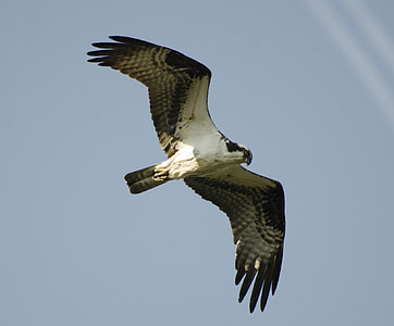pasăre, Osprey, zbor, faunei sălbatice, natura, păsări răpitoare, cer