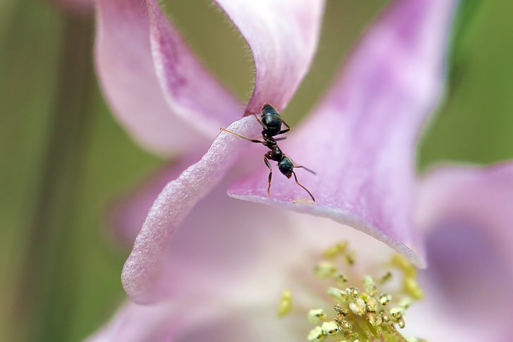 Ant, inde i en blomst, orlík, indlæg, Pink, Nærbillede, detaljeringsgrad