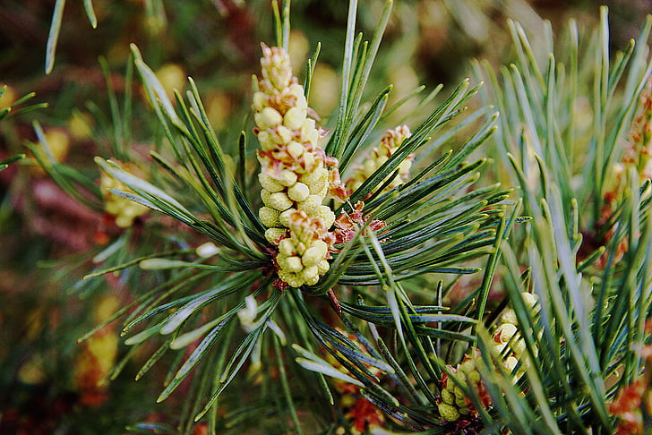 spring, conifer, flowers, pine greenhouse, branch, green, pine cones