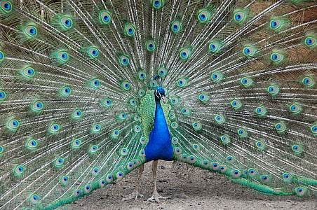 peacock, zoo, petting, blue, green, colors, animal