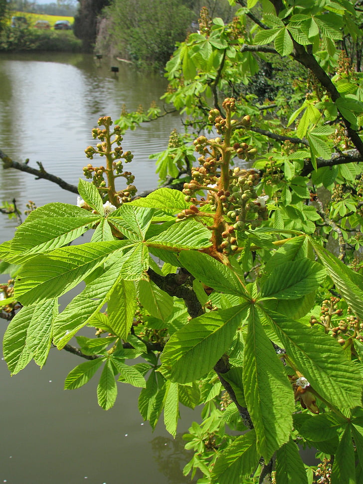 chestnut blossom, summer, water, ambience, landscape, waters, nature