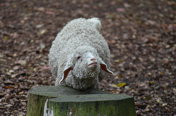 sheep, animal, animals