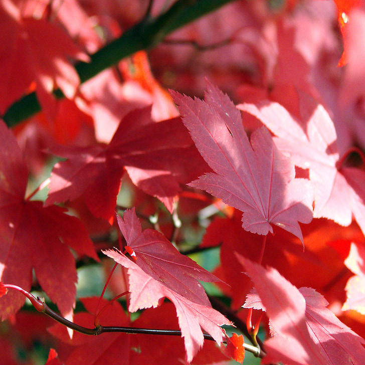 Luonto, väri, kausi, lehdet, syksyllä, punainen