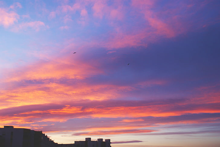 photo, birds, flying, sky, pink, purple, sunset