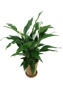 Spathiphyllum, planta, ar, purifica