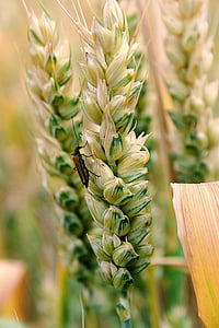 поле, зърнени култури, реколта, пшеница, на открито, ушите, природата