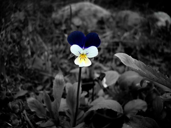 kukka, musta ja valkoinen, väri aksentti, kukka, Luonto, kasvi, kevään