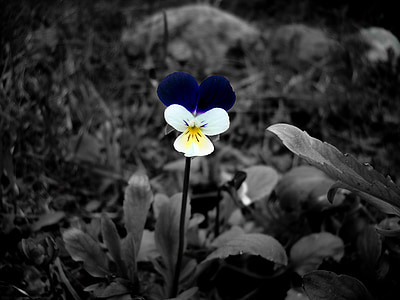 lill, must ja valge, värvi aktsent, õie, loodus, taim, kevadel
