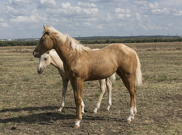 konie Quarter, Colt, Mare, ranczo, zwierzęta, Palamino, Jeździectwo