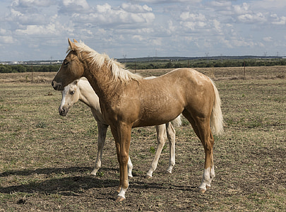 quarter horses, colt, mare, ranch, animals, palamino, equestrian