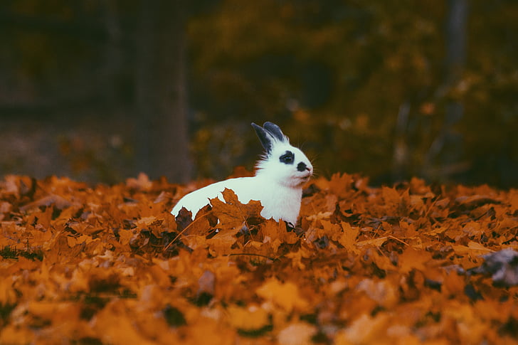 Tier, Herbst, niedlich, trockene Blätter, fallen, Blätter, Kaninchen