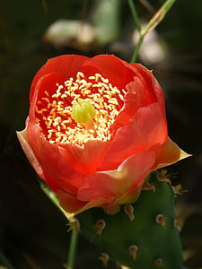flor, cactus, espina, belleza, Espinosa, flores