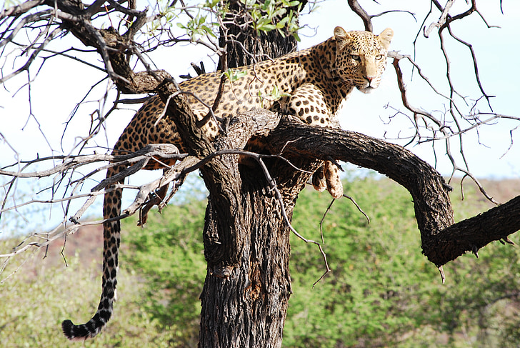 Leopard, selvagem, elegância, vida selvagem, África, natureza, animais do Safari